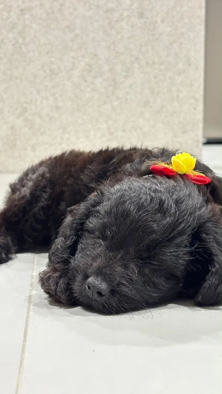 Poodle Macho - Foto 4