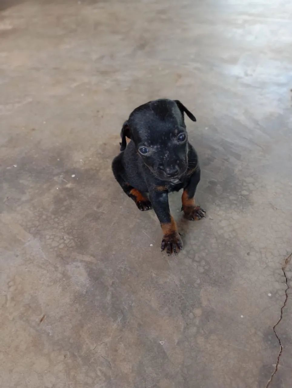 Vende se cachorro Pincher  - Foto 2