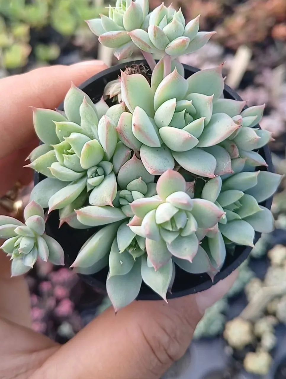 Suculentas e Cactos a partir de 2 reais - Foto 2