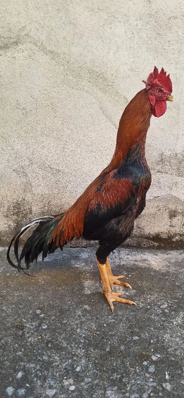 Galo