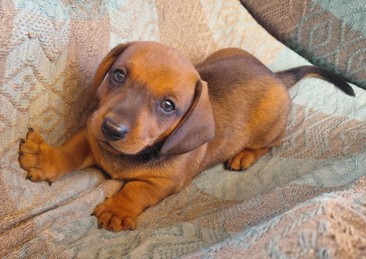Lindo Filhote Macho de Dachshund(Basset) o Famoso Salsichinha disponível. - Foto 6
