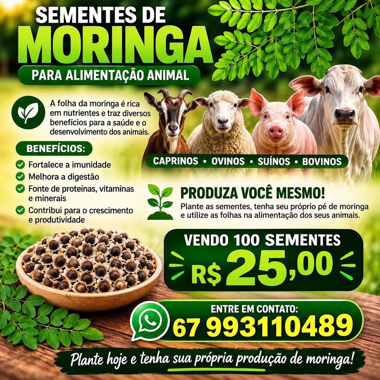 Sementes de moringa oleifera 