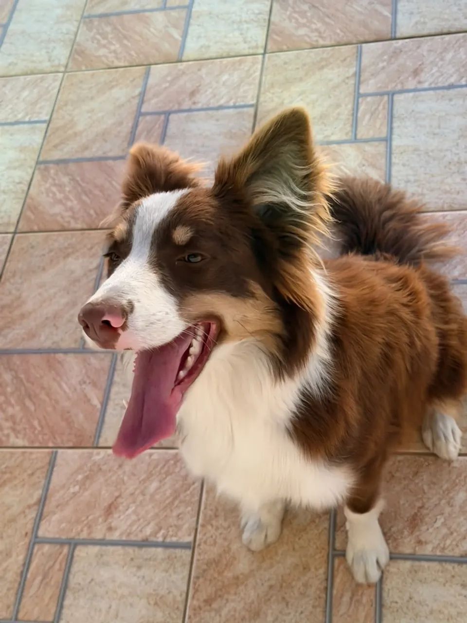 Cachorro  macho
