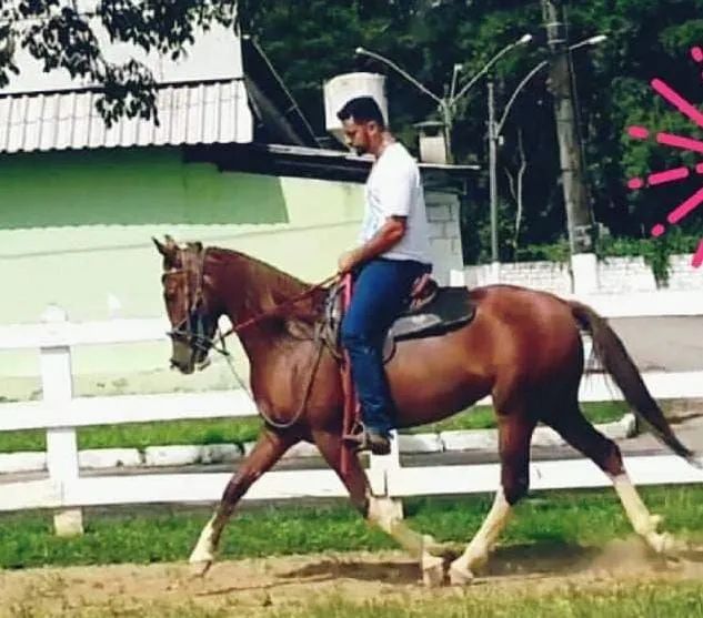 Égua Mangalarga Paulista Registrada  - Foto 4