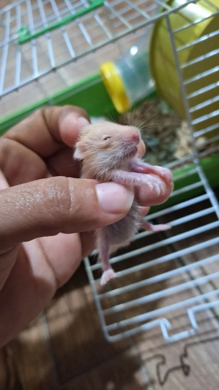 Hamester 