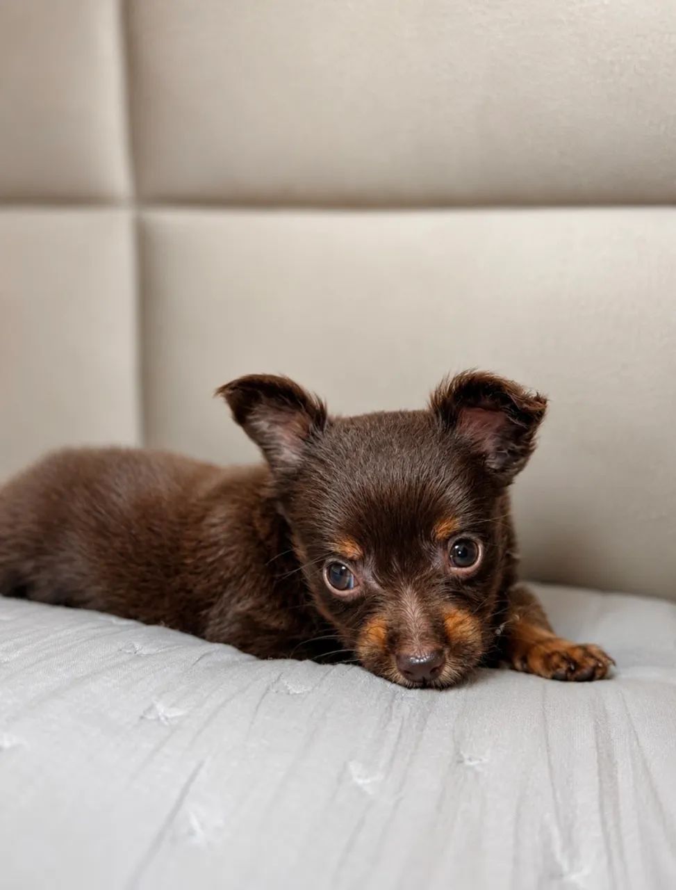 Chihuahua macho  - Foto 2
