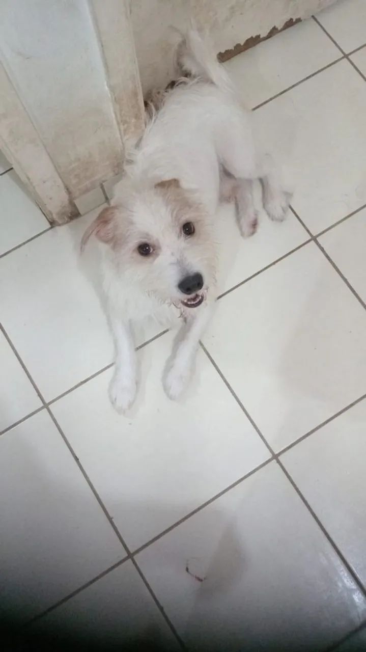 Adoção Responsável - Foto 4