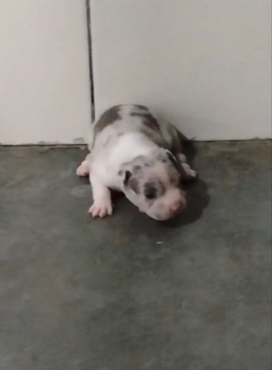 American Bully Pocket 