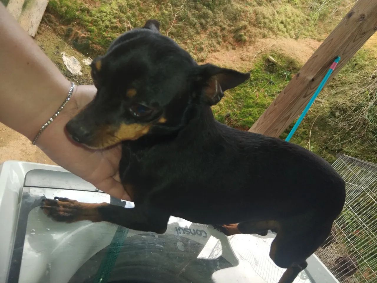Pinscher macho adulto - Foto 4