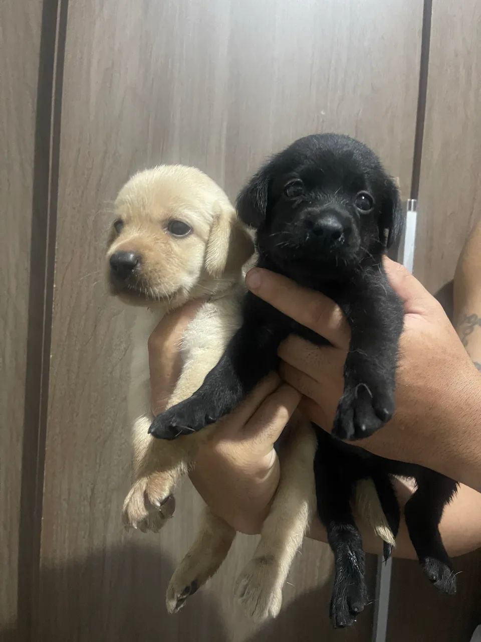 Filhote de labrador 