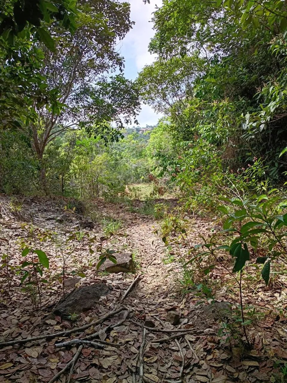 Foto - Mata de São João - 