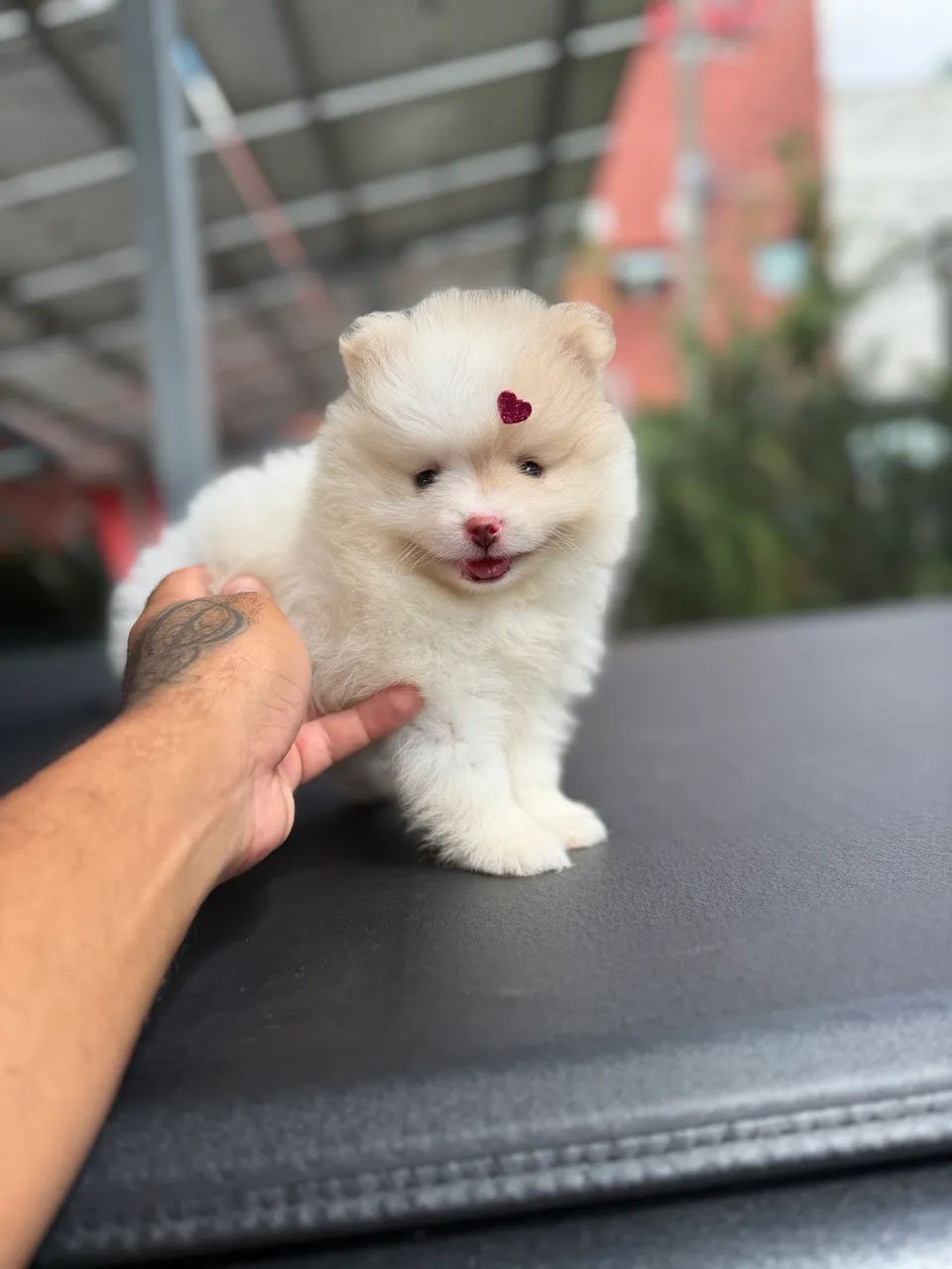 Spitz alemão anão  - Foto 5