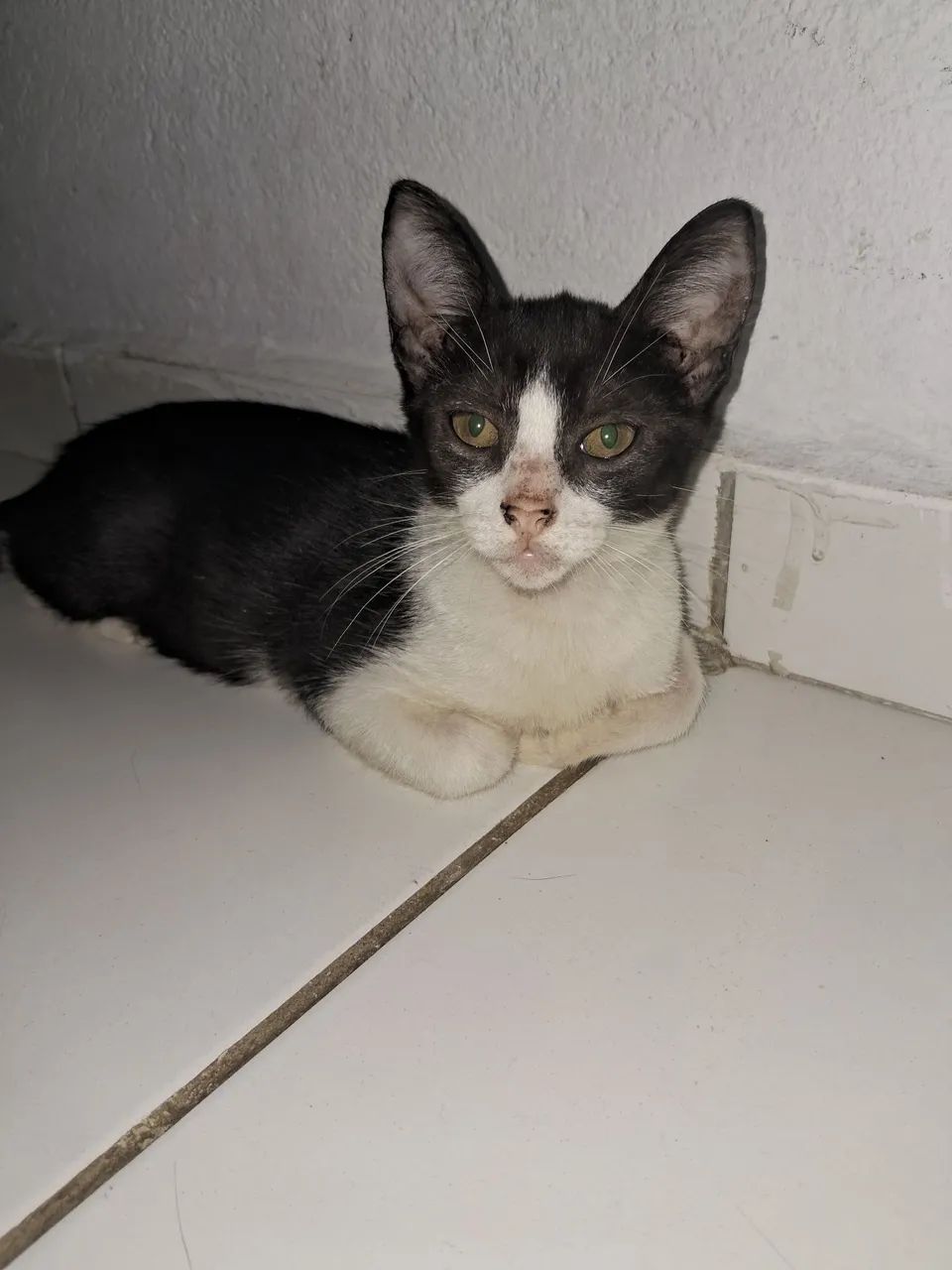 Pra adoção 