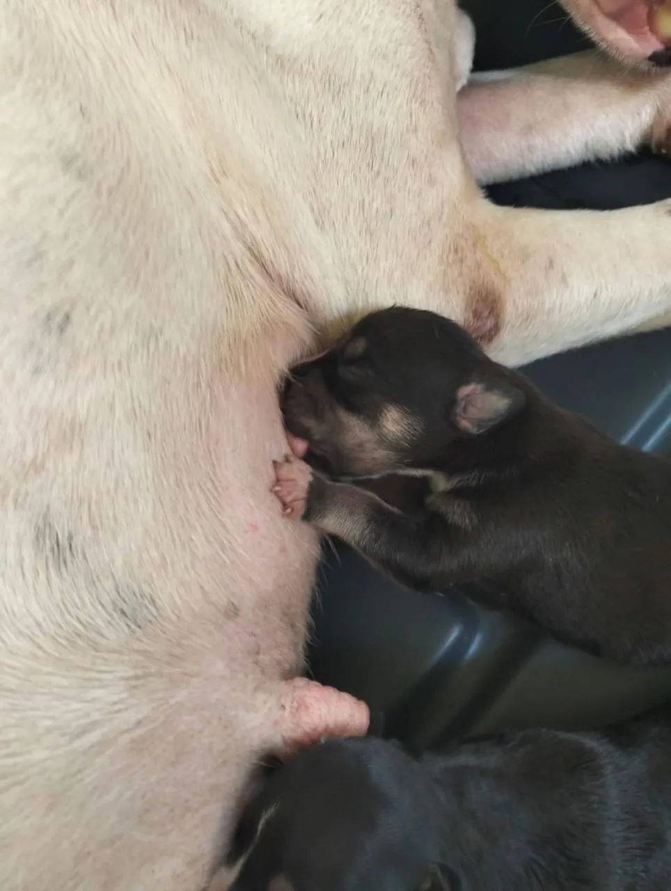 PITBULL TERRIER  ?  - Foto 5