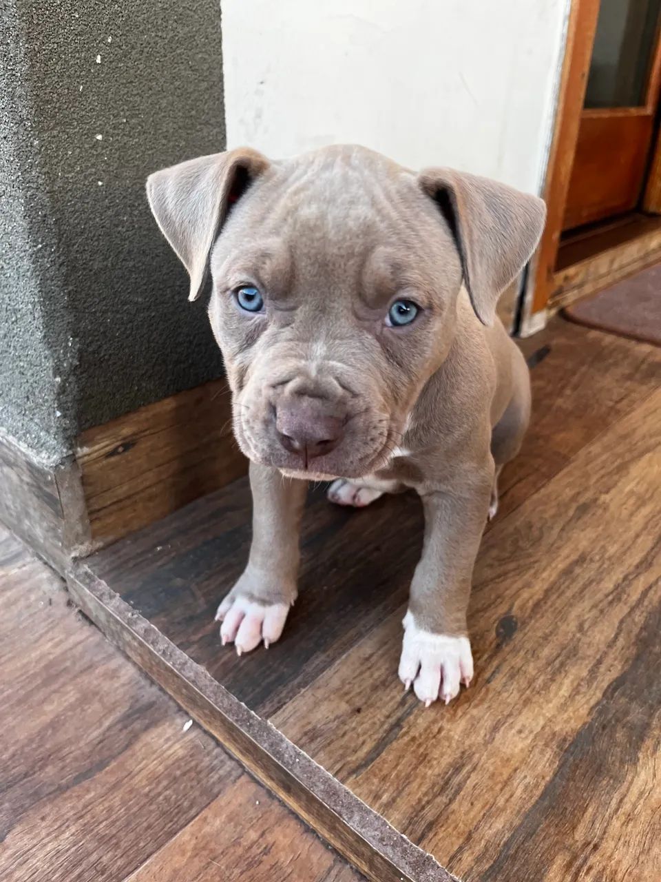 Cães para venda