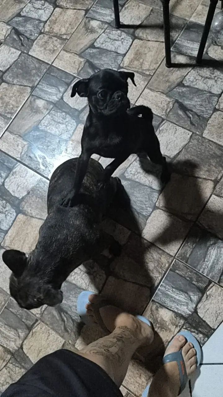 PET  - Foto 2