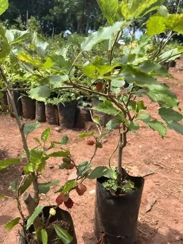 Mudas de Amoreira com frutos 