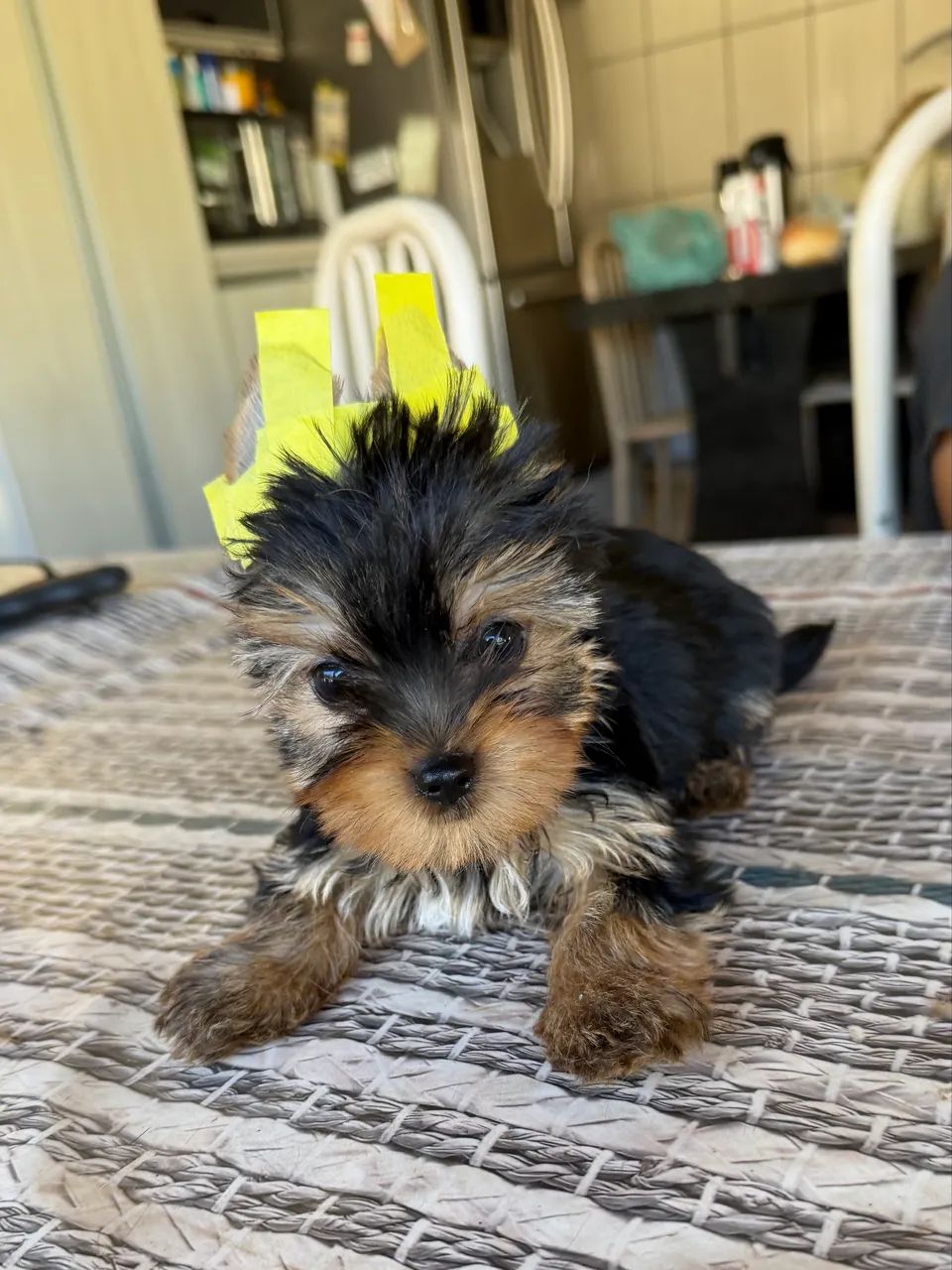 Yorkshire Terrier  - Foto 3