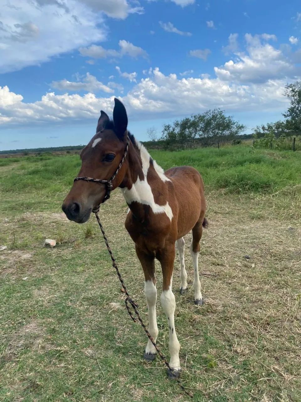 Égua parida  - Foto 6