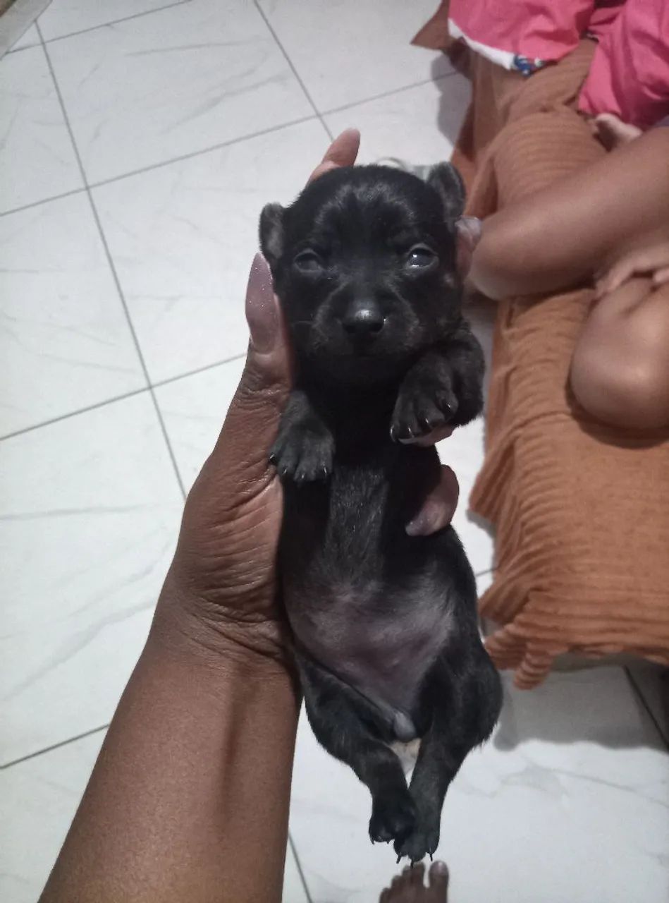 FILHOTES PINSCHER  - Foto 5