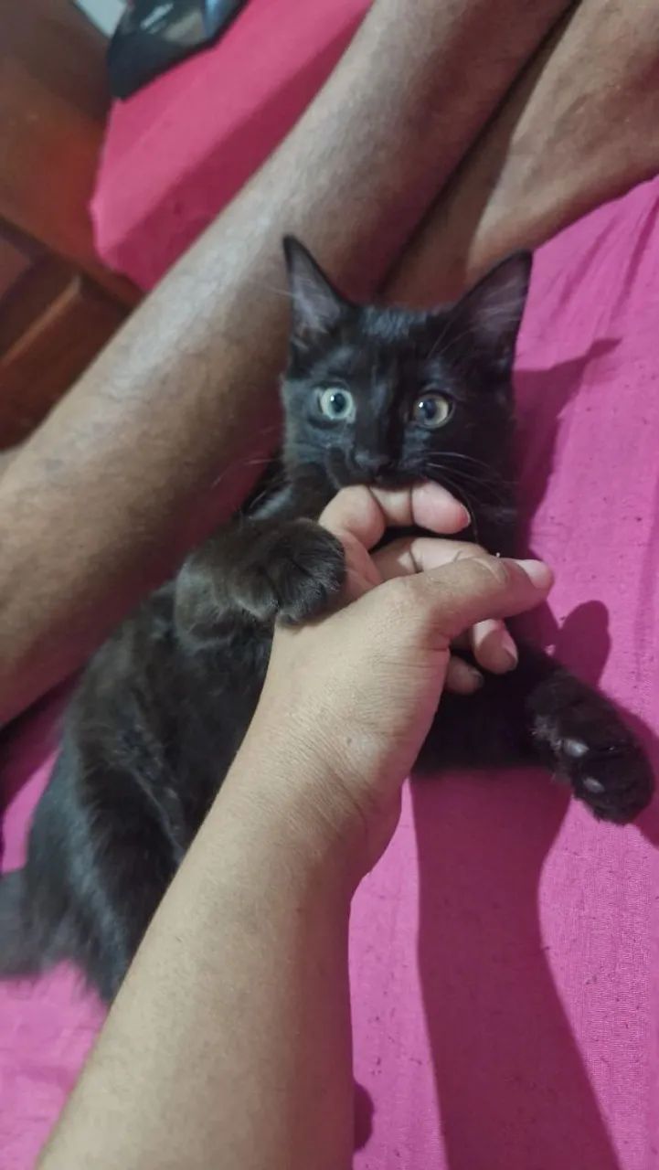 Doação de Gatos - Foto 2