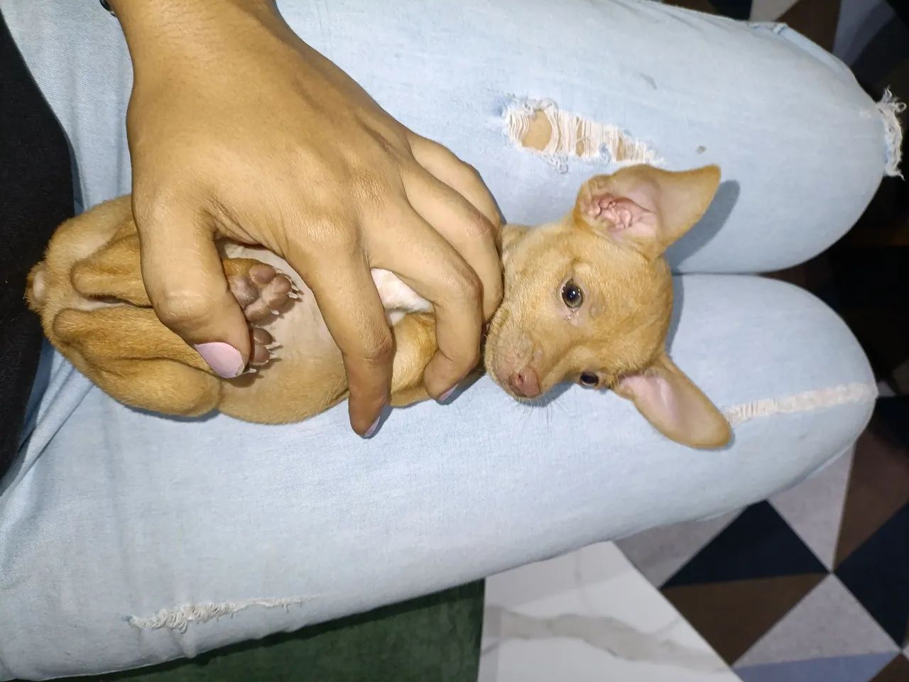 Pinscher Micros  - Foto 5