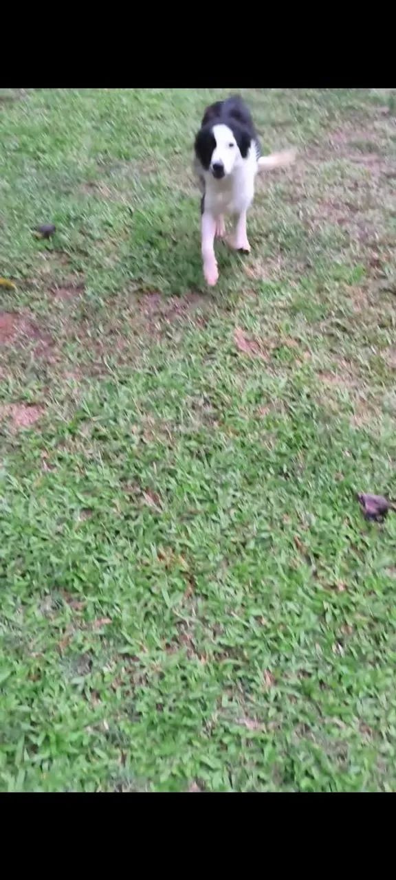 Doa border collie - Foto 2