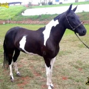 CAVALOS MANGA LARGA - Foto 2
