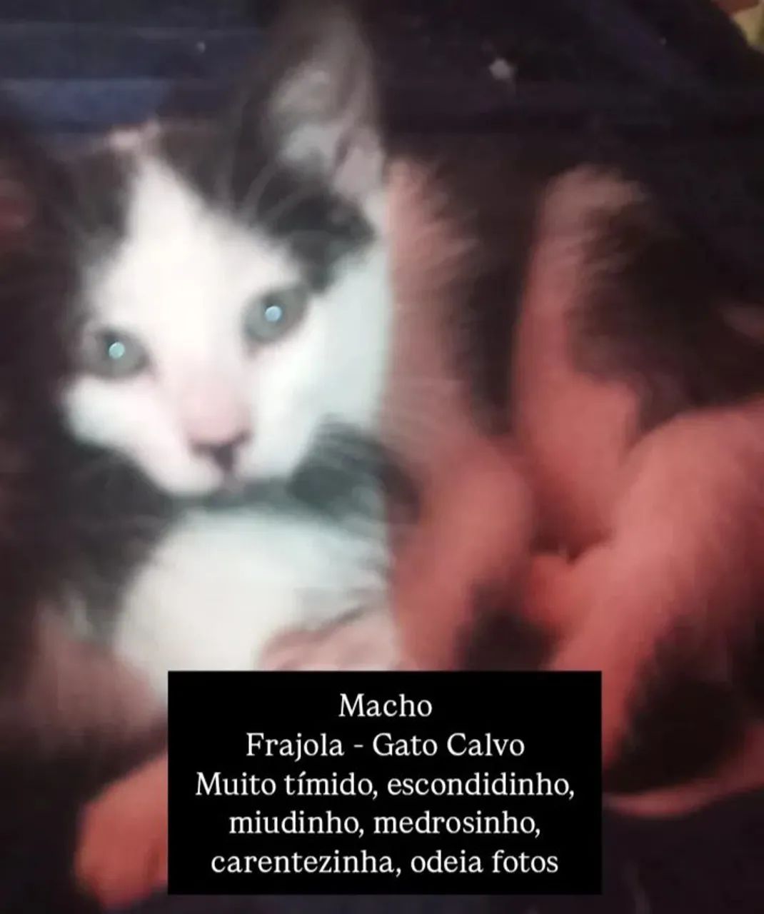 Gatos para adoção  - Foto 4