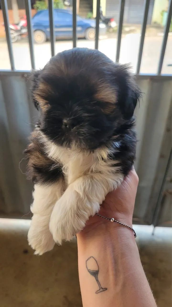 Shih Tzu Macho  - Foto 4