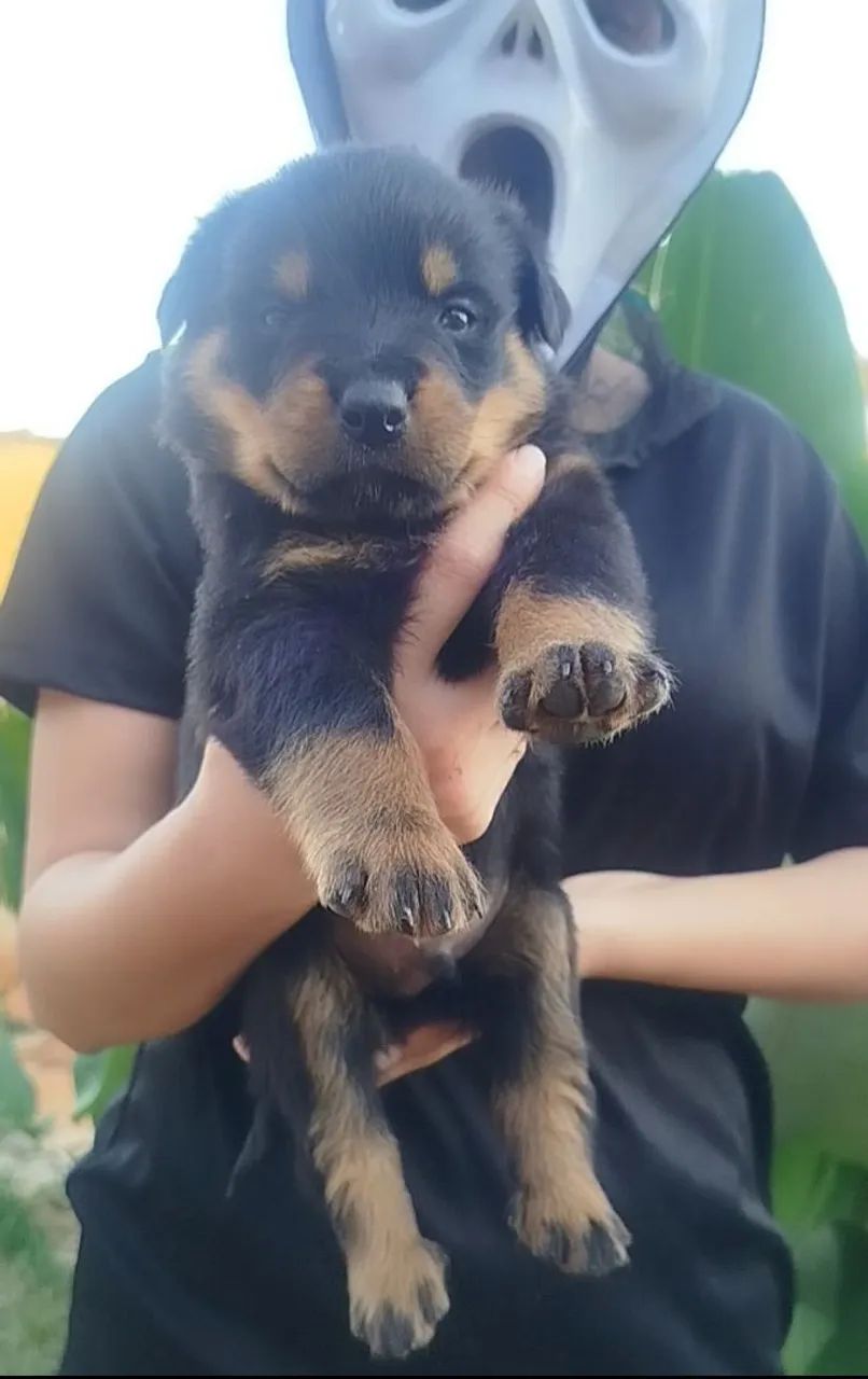 ROTTWEILER Alemão  - Foto 2