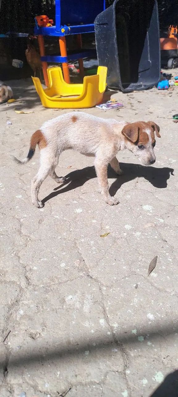 Doação de Cachorros  - Foto 2