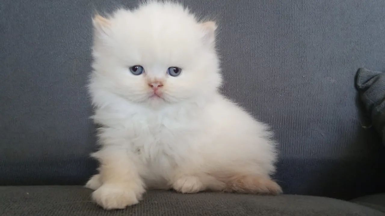 Gato persa  - Foto 4