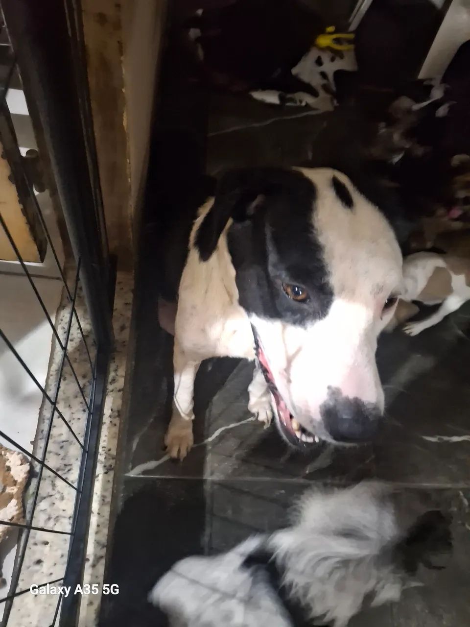 Cachorra 