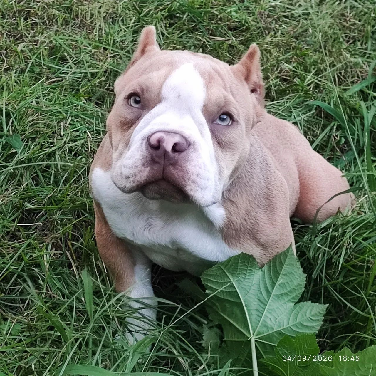 American Bully macho - Foto 2