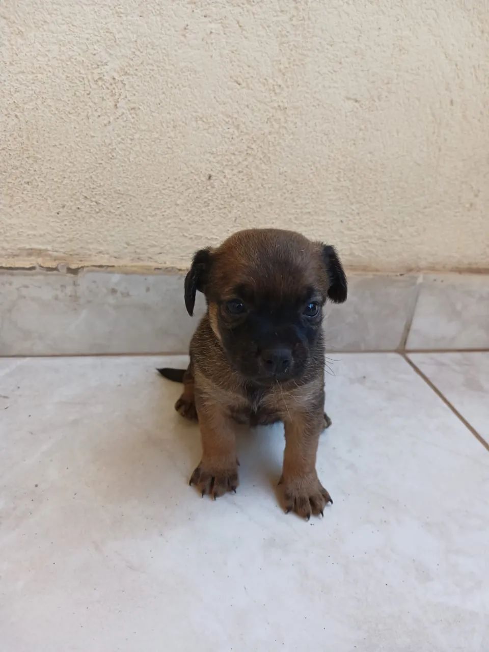Doação de cachorrinha  - Foto 2