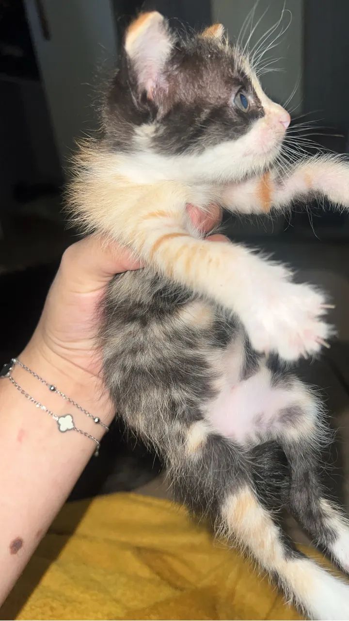Gata para adoção  - Foto 3