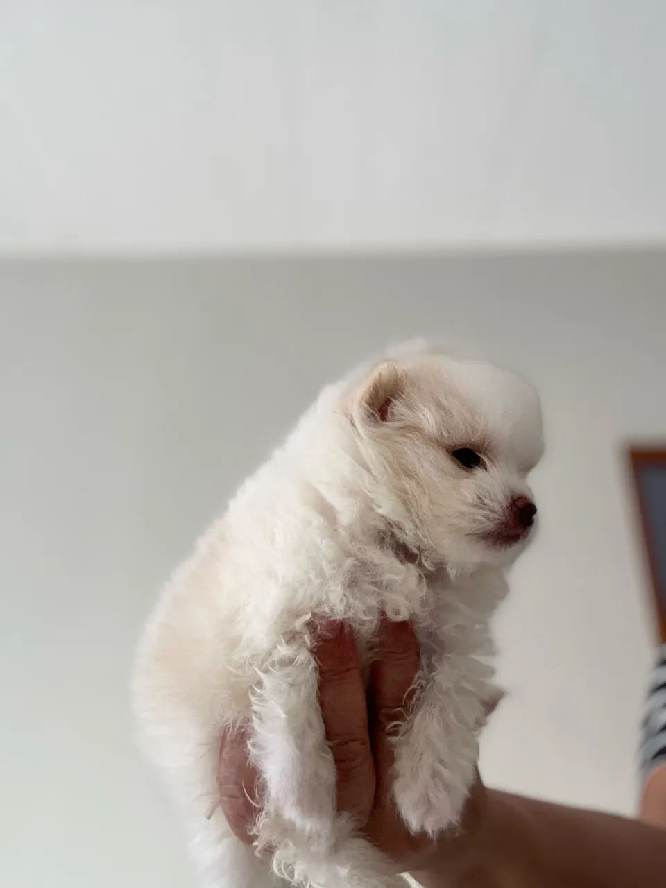 Spitz alemão  - Foto 3