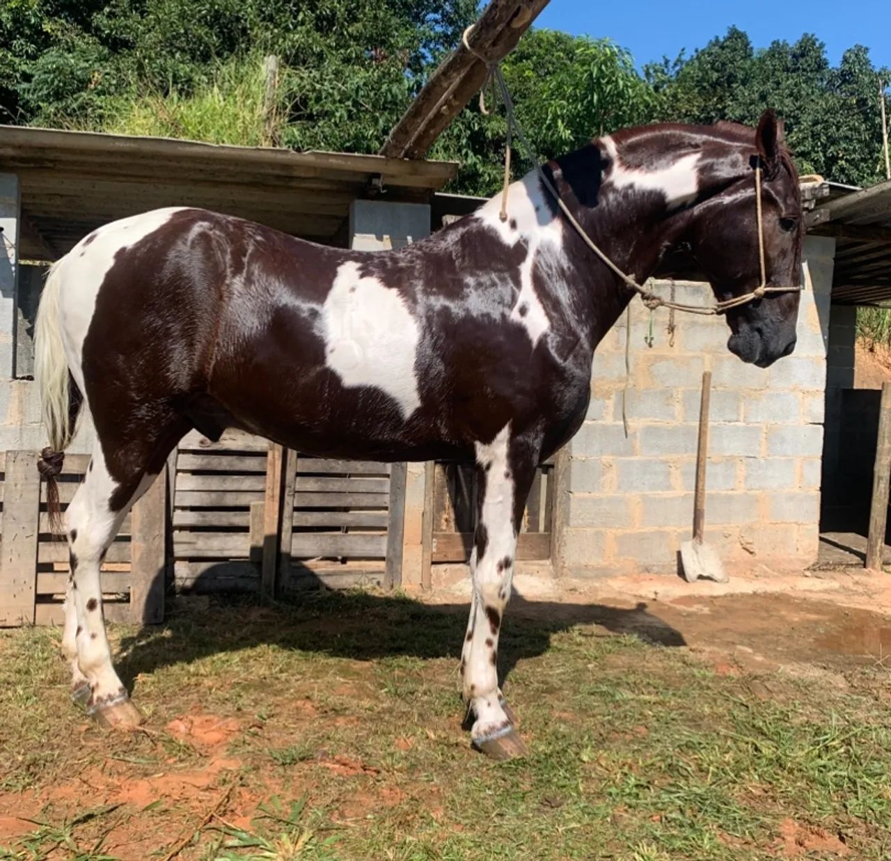 Vendo cavalo top - Foto 4
