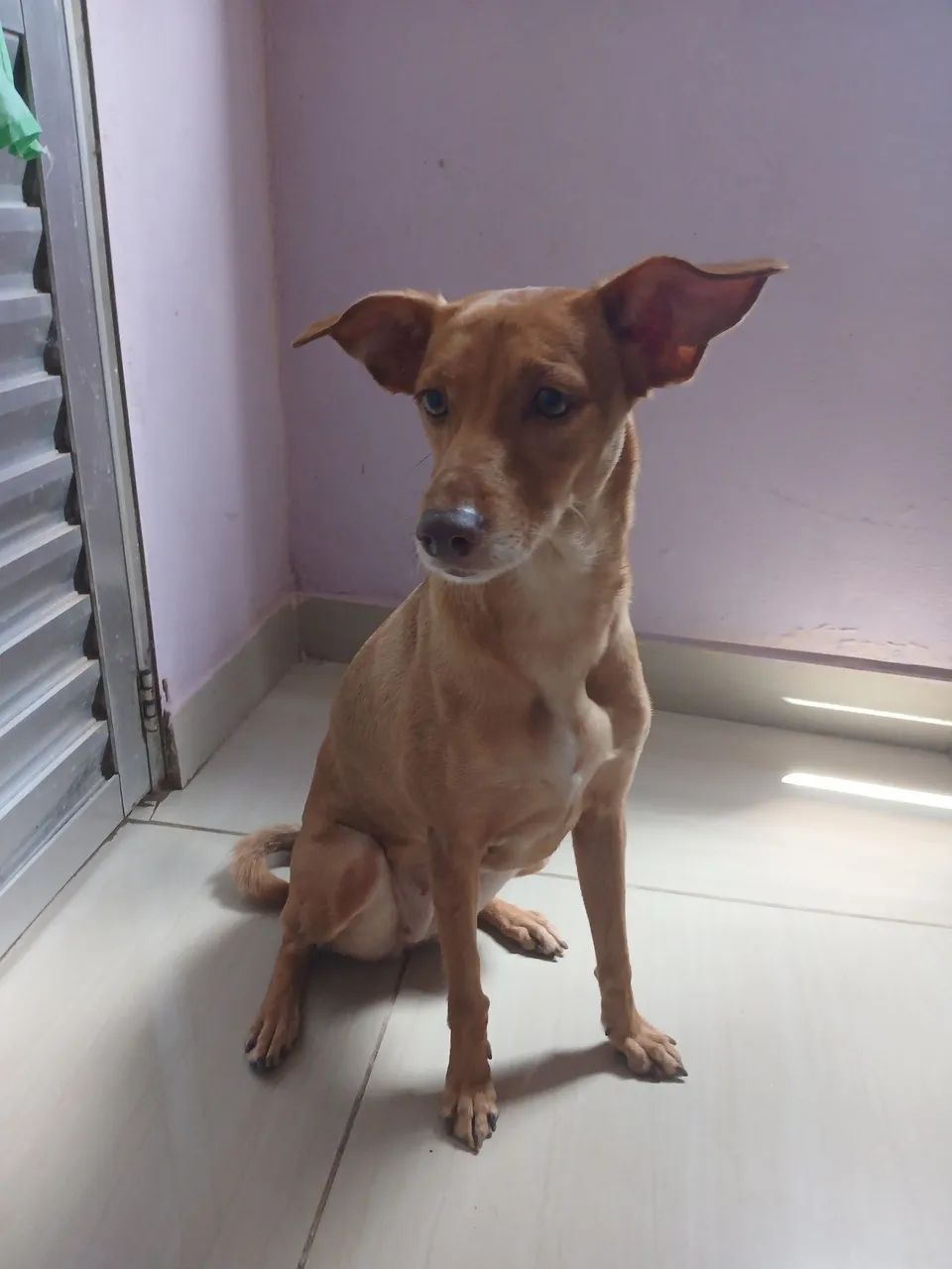 Doação de um Pet  - Foto 2