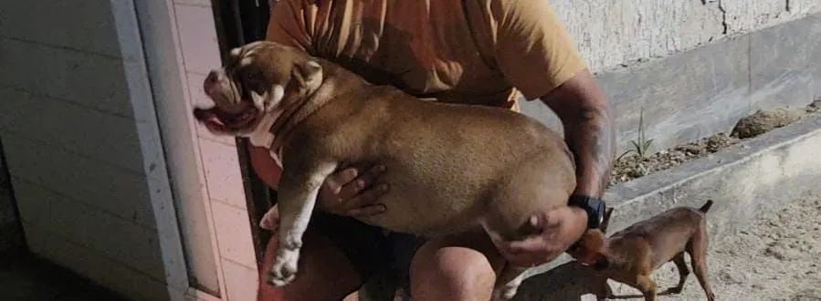 American Bully 