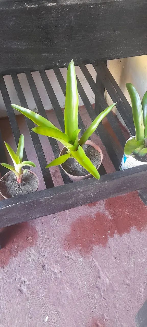 Vários tipos de plantas para jardim.a partir de 15 reais. - Foto 5