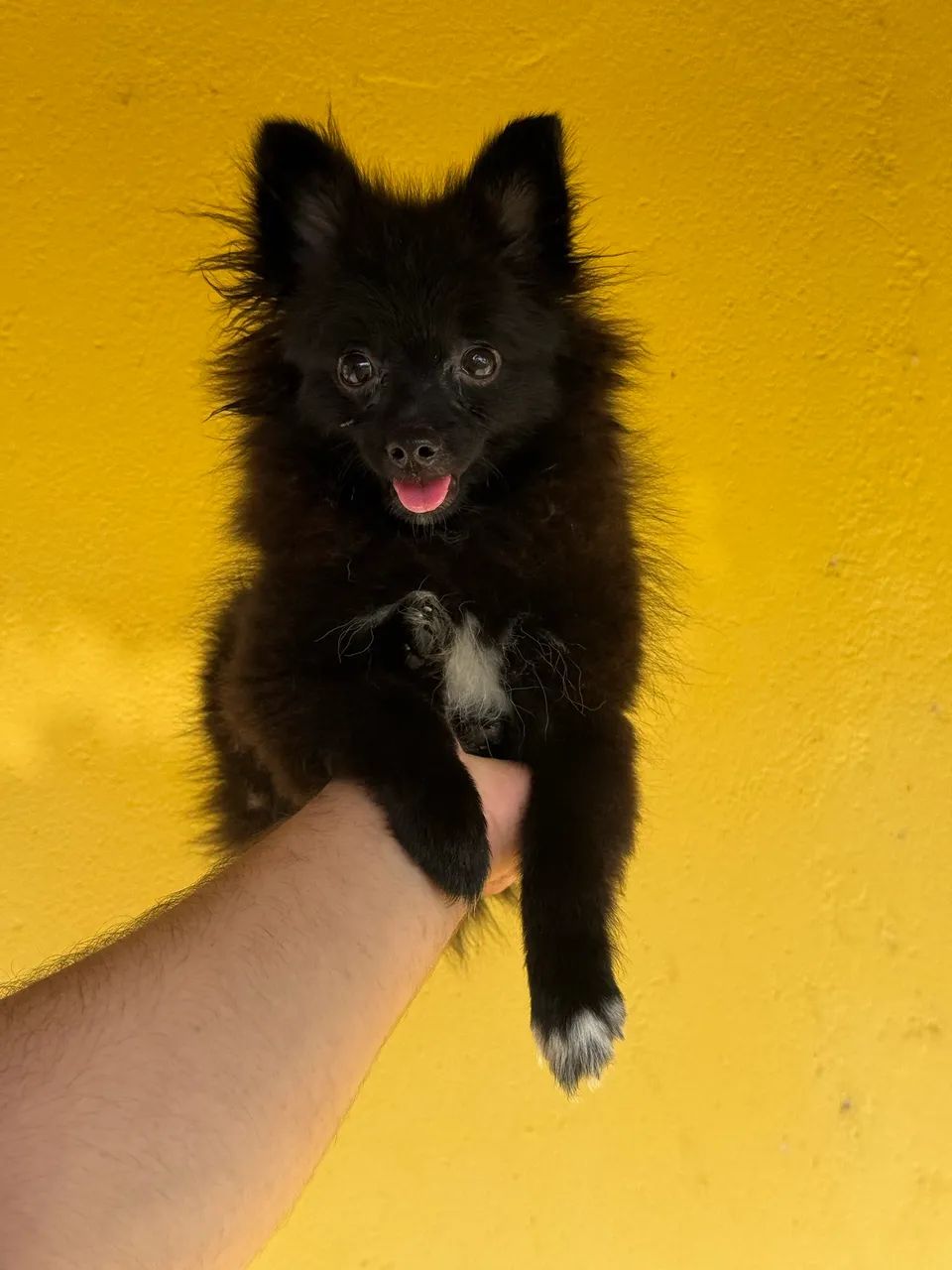 Spitz alemão anão canil barão  - Foto 5