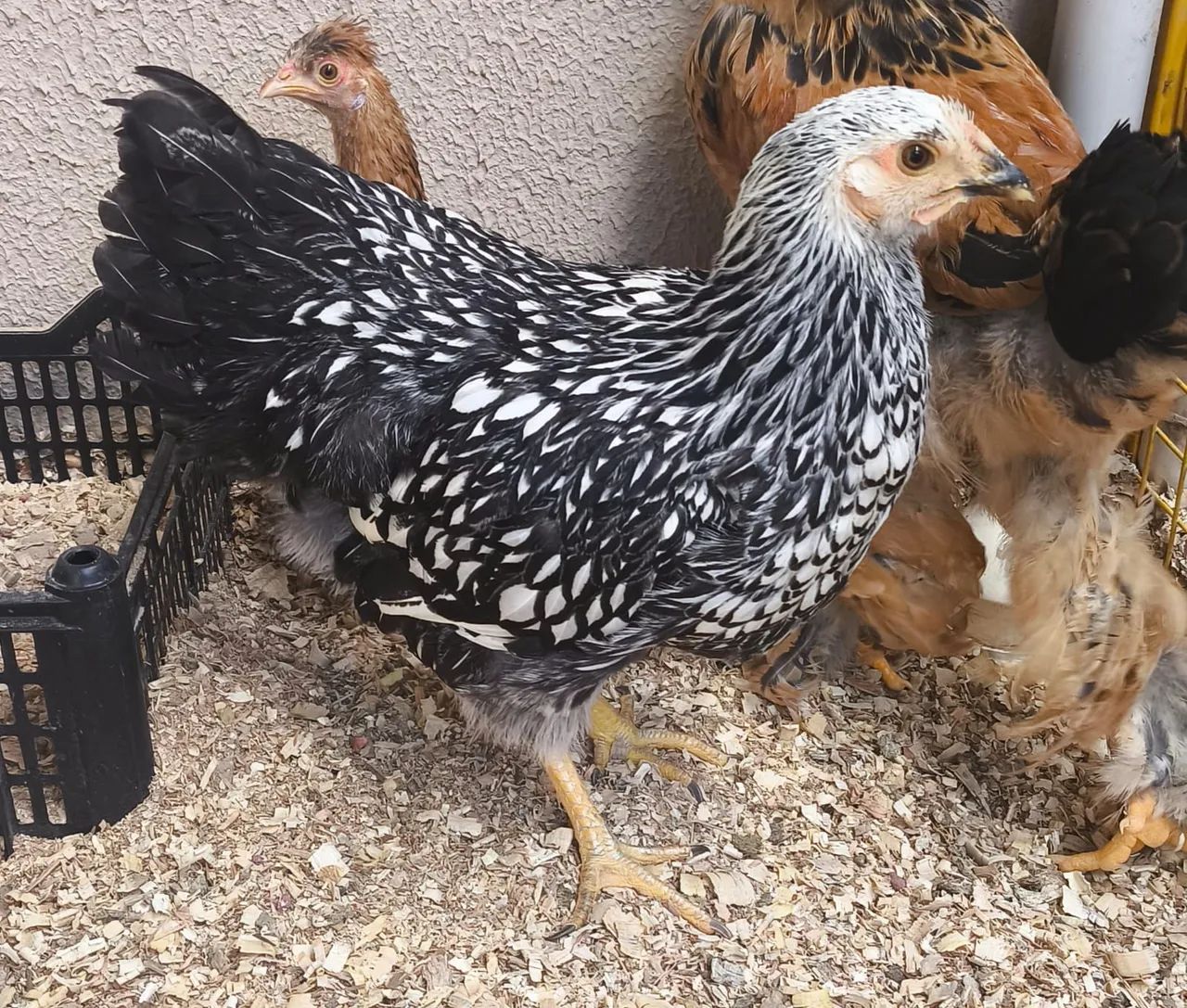 Frangas wydotte  - Foto 2