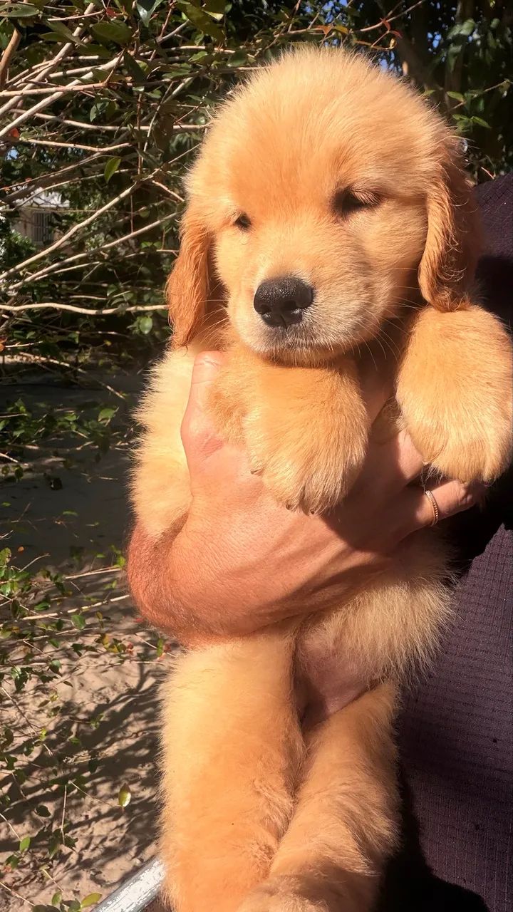 Filhotes de Golden 