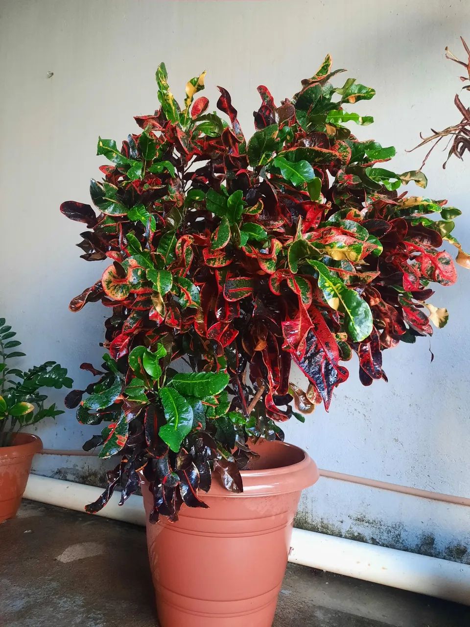 Lindas plantas  variadas  - Foto 4