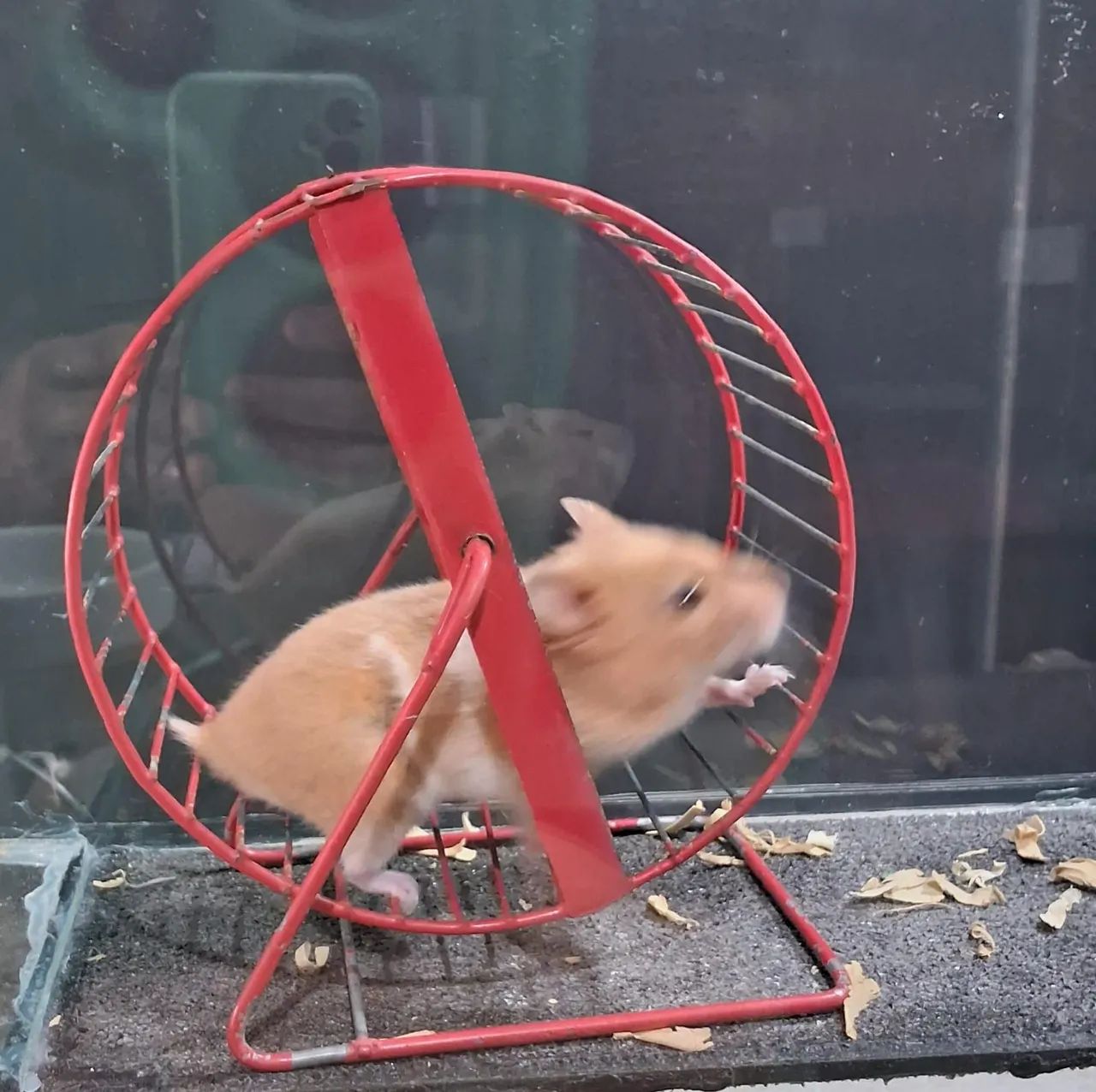 Hamster Sírios  - Foto 4