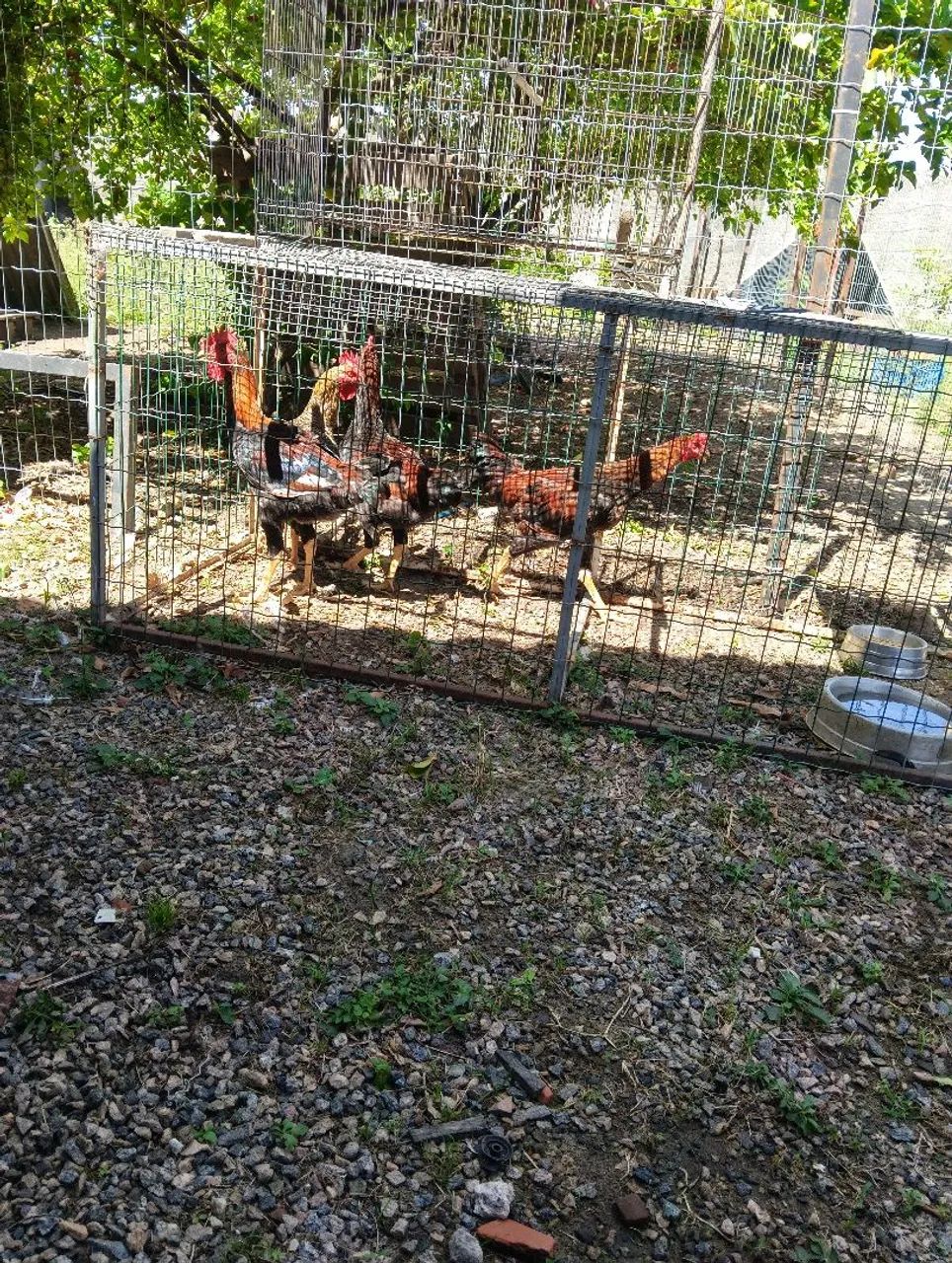 Vendo 4 frangotes indiano tailandês  - Foto 2