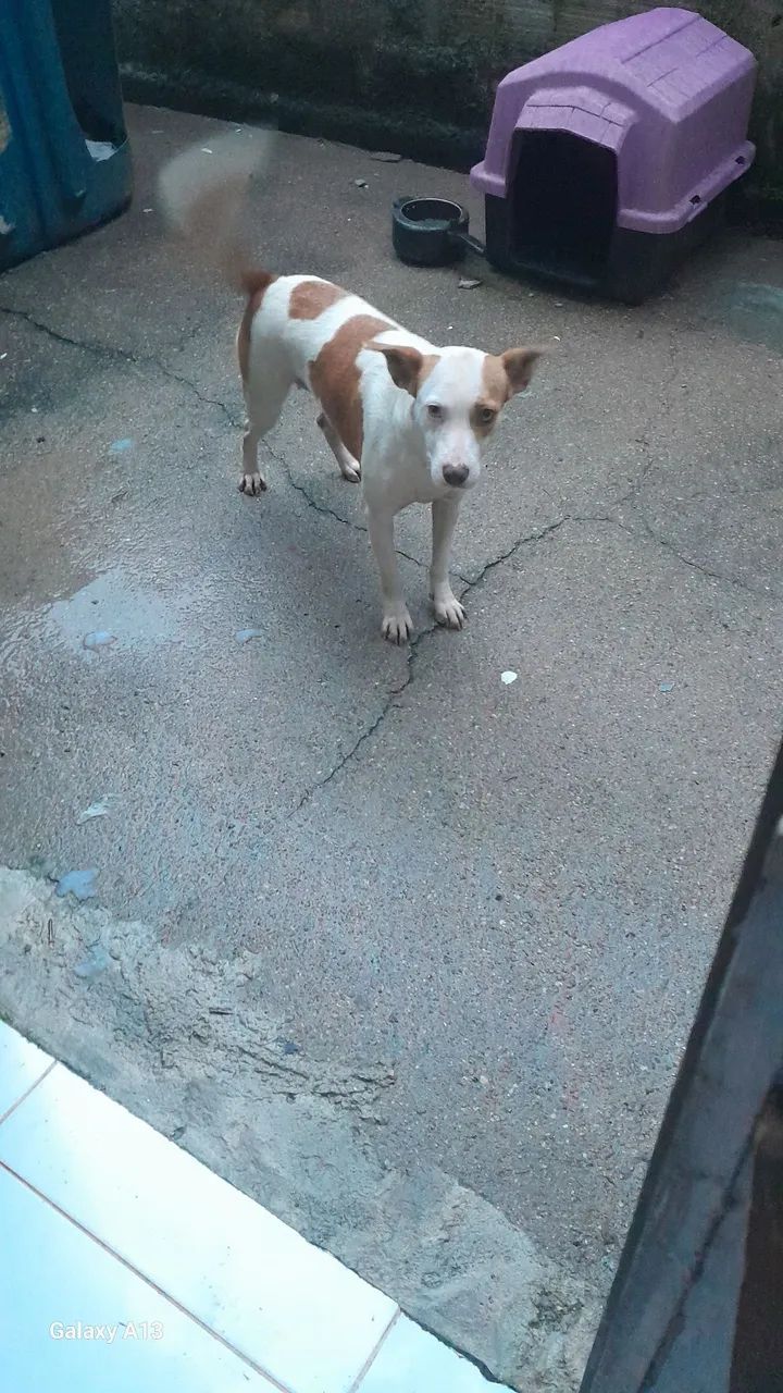 Cachorrinha linda doação  e castrada  - Foto 2