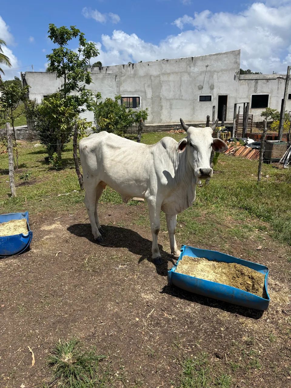 Vacas